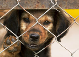 Kontrole schronisk dla zwierząt w regionie bez zarzutów. Uchybienia miały charakter techniczny