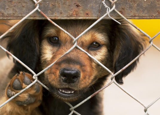 Kontrole schronisk dla zwierząt w regionie bez zarzutów. Uchybienia miały charakter techniczny
