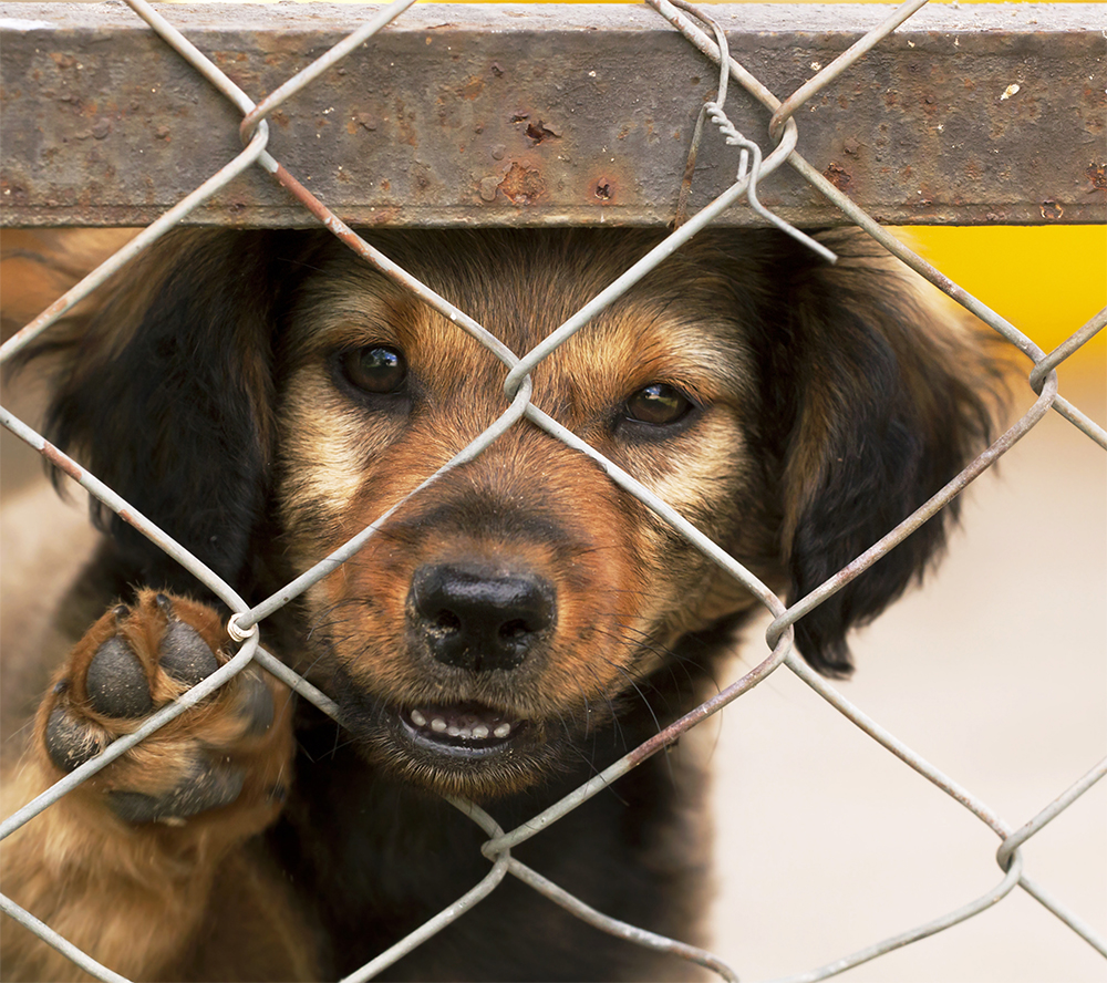 Kontrole schronisk dla zwierząt w regionie bez zarzutów. Uchybienia miały charakter techniczny