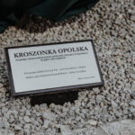 Czarny diament z Dębia. Jak jedno pytanie sołtysa „odczarowało” wielkanocną tradycję