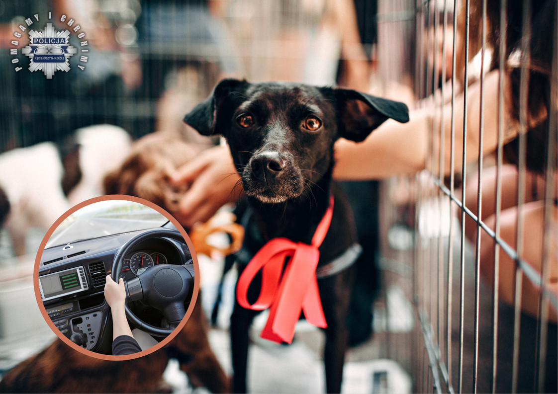 Sezon na „ciężką nogę” i promile. Czy zdrowy rozsądek wyjechał na majówkę?
