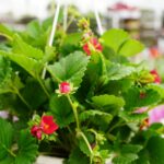 Łosiów tonie w kwiatach. I całe szczęście, że jeszcze są miejsca, gdzie ludzie zachwycają się pelargonią bardziej niż ekranem telefonu