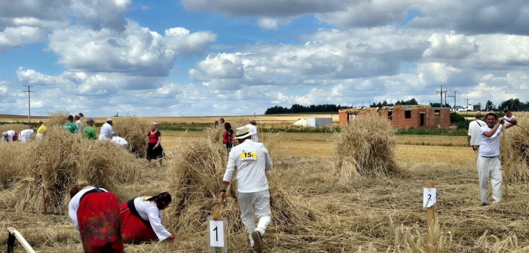 Złota Kosa znów poszła w ruch. W Piątkowicach żniwowali tak, jak przed laty Złota Kosa znów poszła w ruch. W Piątkowicach żniwowali tak, jak przed laty