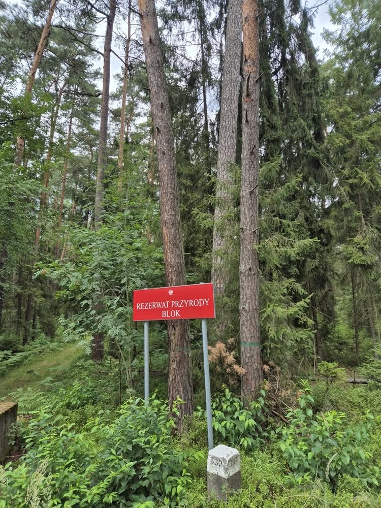 W Borach Niemodlińskich przybywa domów dla puszczyków. Skorzystają nie tylko sowy