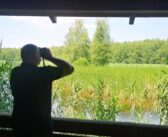 W Borach Niemodlińskich przybywa domów dla puszczyków. Skorzystają nie tylko sowy