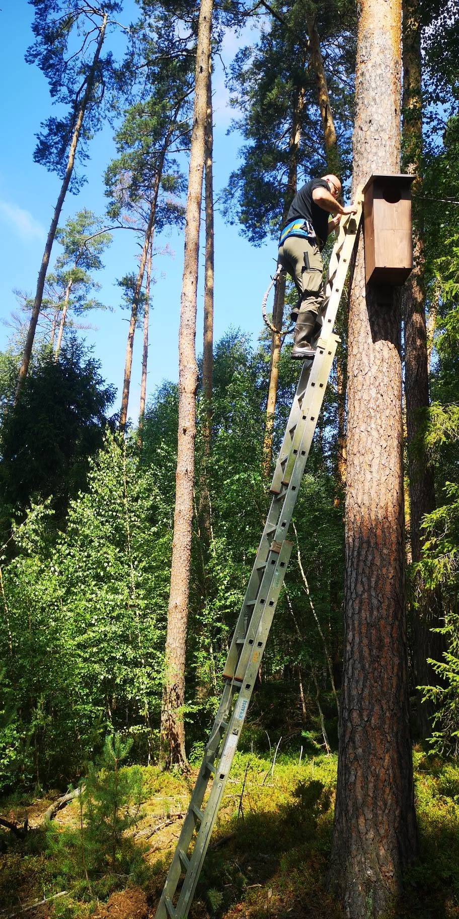 W Borach Niemodlińskich przybywa domów dla puszczyków. Skorzystają nie tylko sowy