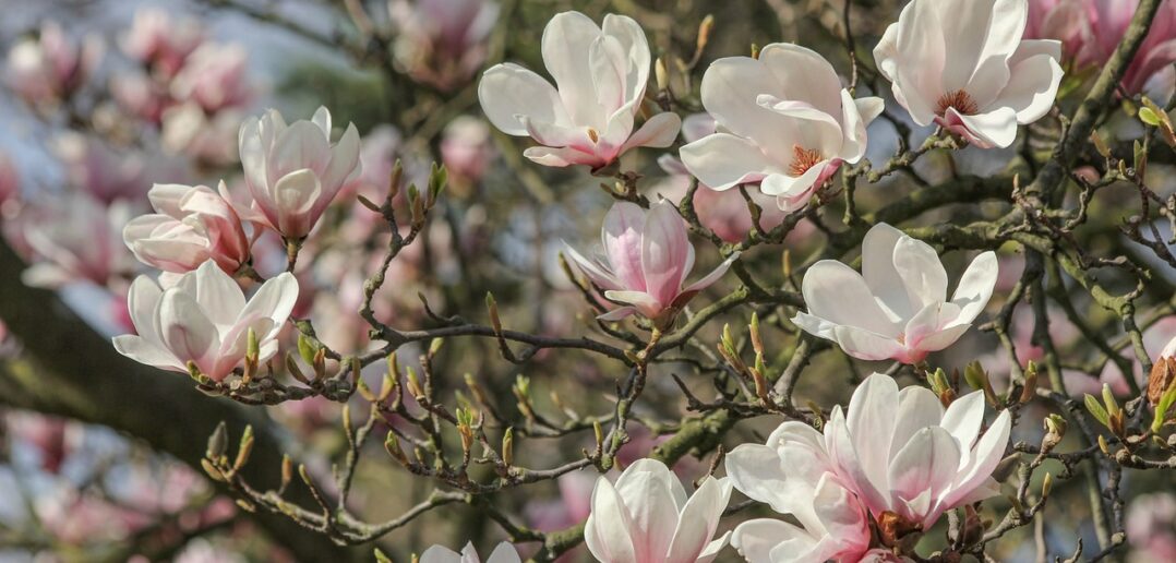 Magnolie wracają. I bardzo dobrze, bo powiat to nie tylko kilometry asfaltu Magnolie wracają. I bardzo dobrze, bo powiat to nie tylko kilometry asfaltu