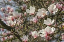 Magnolie wracają. I bardzo dobrze, bo powiat to nie tylko kilometry asfaltu Magnolie wracają. I bardzo dobrze, bo powiat to nie tylko kilometry asfaltu