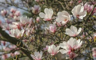 Magnolie wracają. I bardzo dobrze, bo powiat to nie tylko kilometry asfaltu Magnolie wracają. I bardzo dobrze, bo powiat to nie tylko kilometry asfaltu