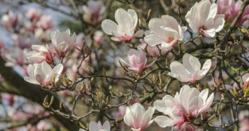 Magnolie wracają. I bardzo dobrze, bo powiat to nie tylko kilometry asfaltu