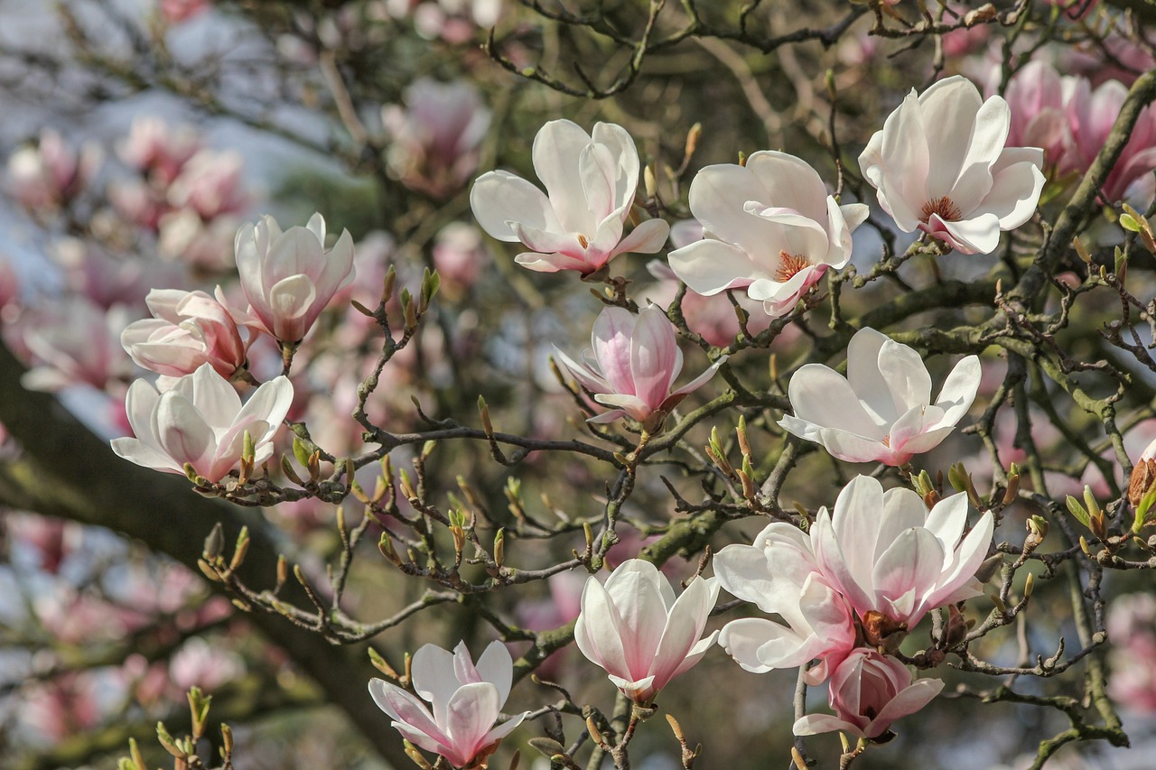 Magnolie wracają. I bardzo dobrze, bo powiat to nie tylko kilometry asfaltu