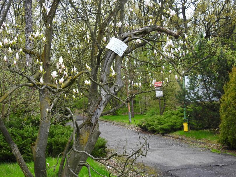 Prószkowskie arboretum będzie uratowane