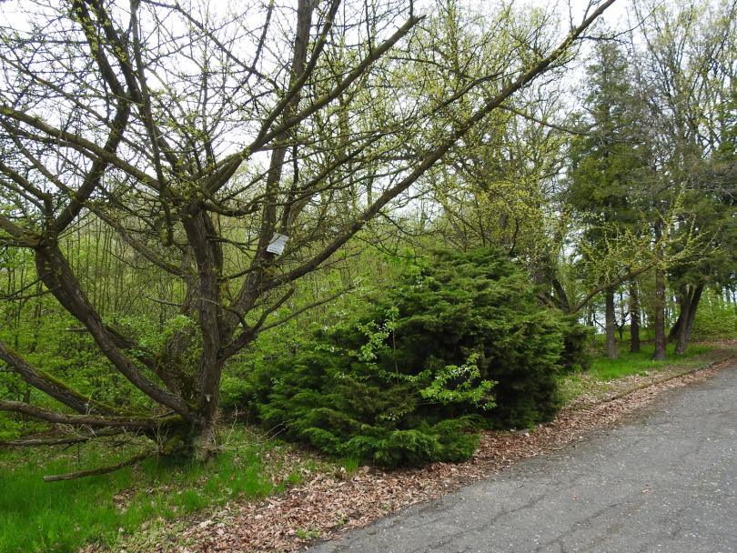 Prószkowskie arboretum będzie uratowane