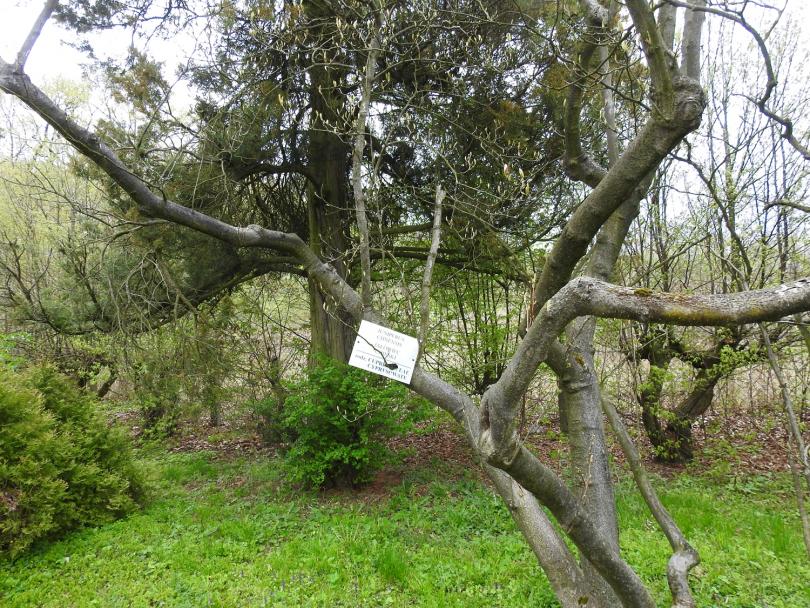 Prószkowskie arboretum będzie uratowane